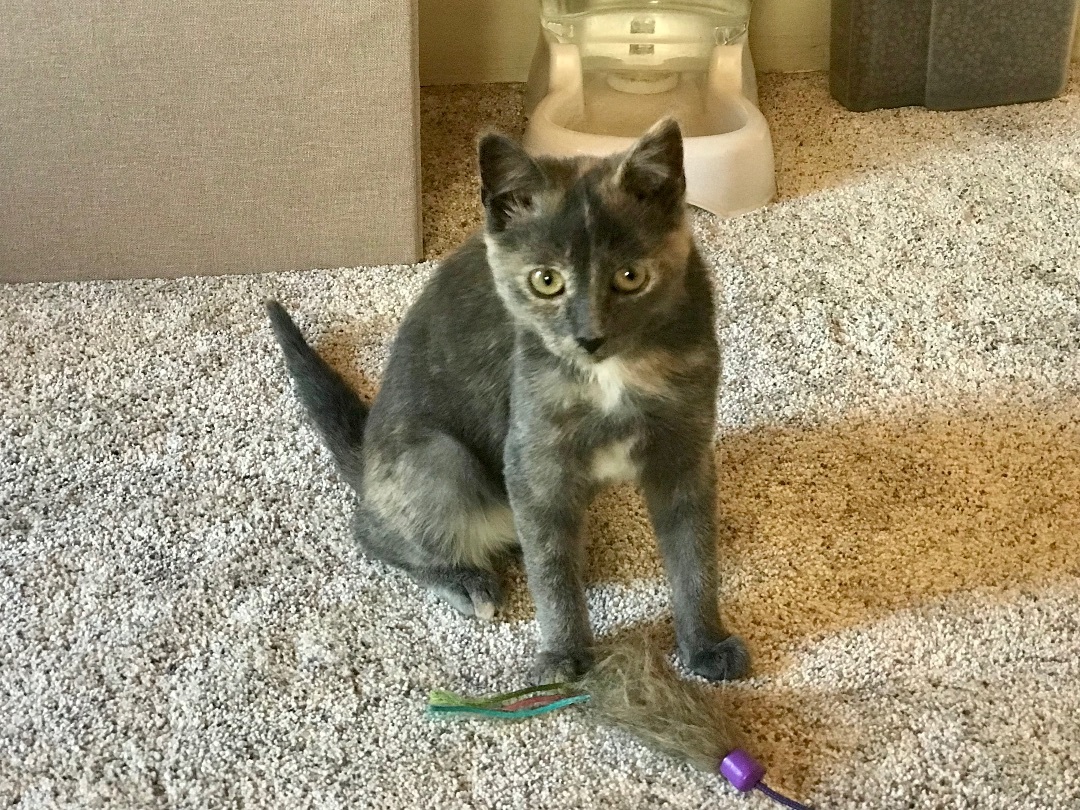 Enlarge Stormy, a Adopted Dilute Tortoiseshell in Santa Cruz, CA image 1/2