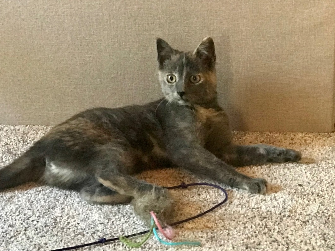 Stormy, Adopted, Kitten Female Dilute Tortoiseshell.