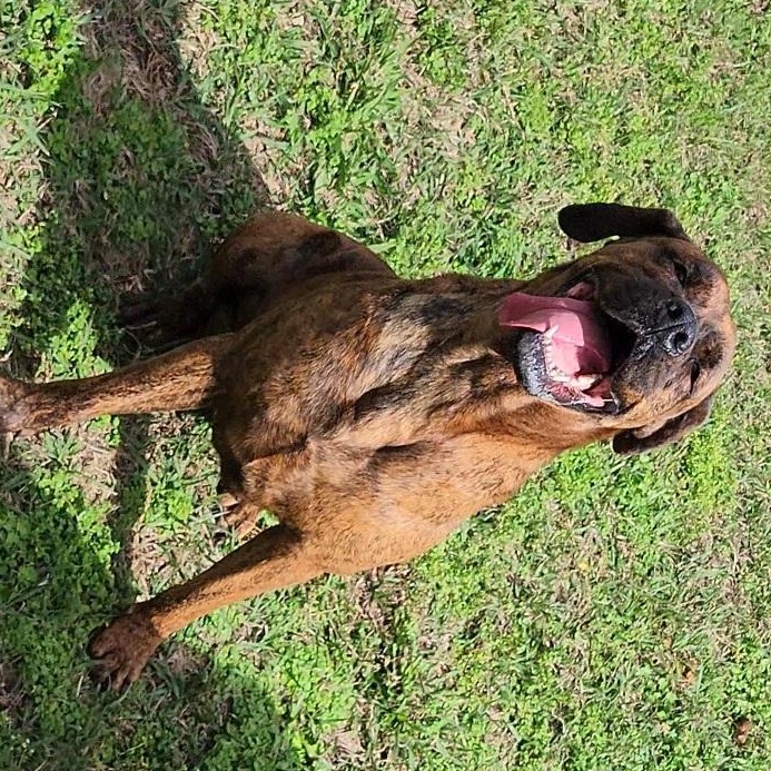 Kalena, Adoptable, Adult Female Bloodhound.