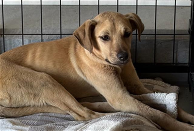 Enlarge Buttercup -- URGENT! LONGTIME RESIDENT!, a ADOPTABLE mixed breed in Thousand Oaks, CA image 1/1