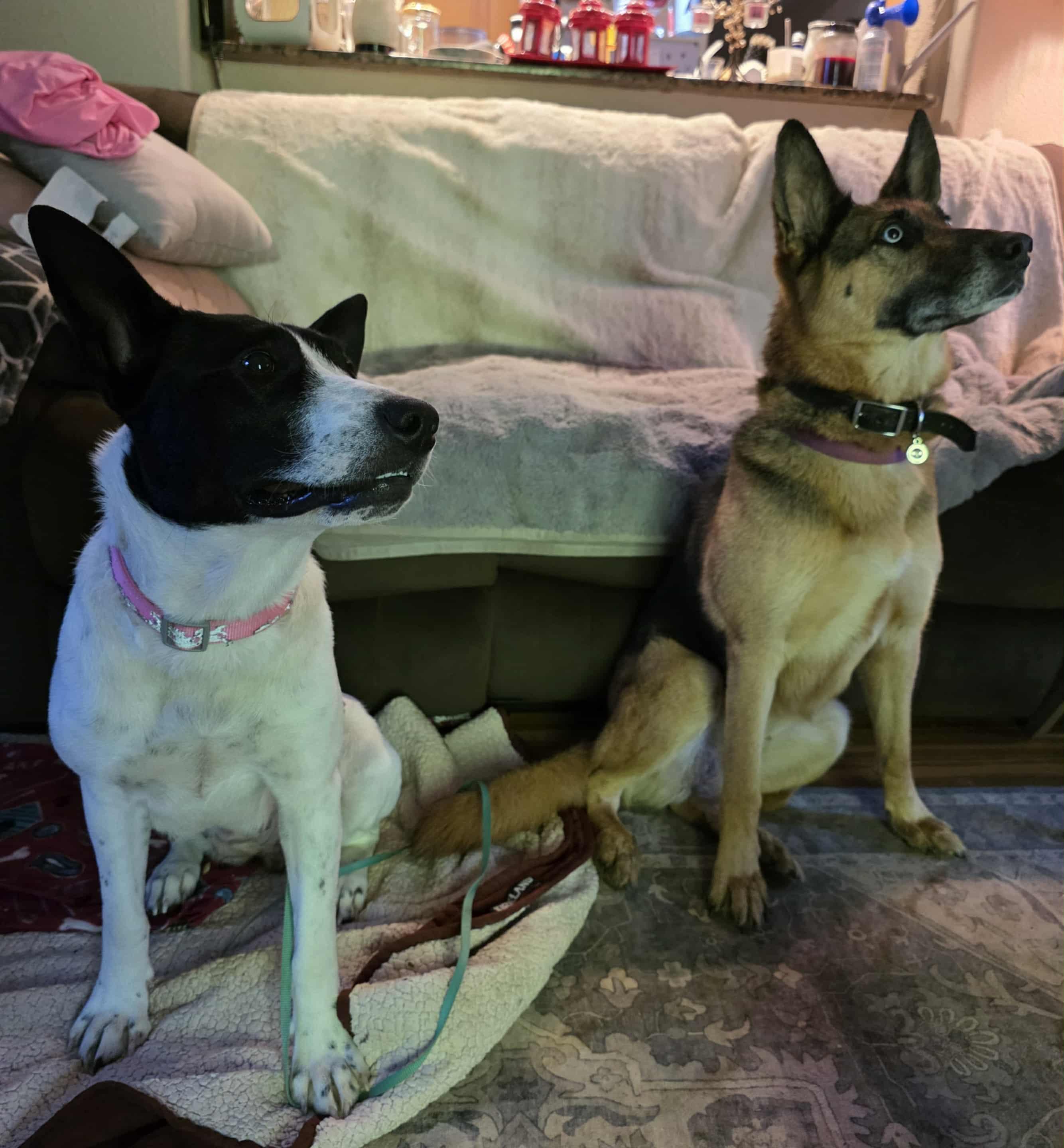 Piper , a Adoptable mixed breed in Blaine, WA image 5/6