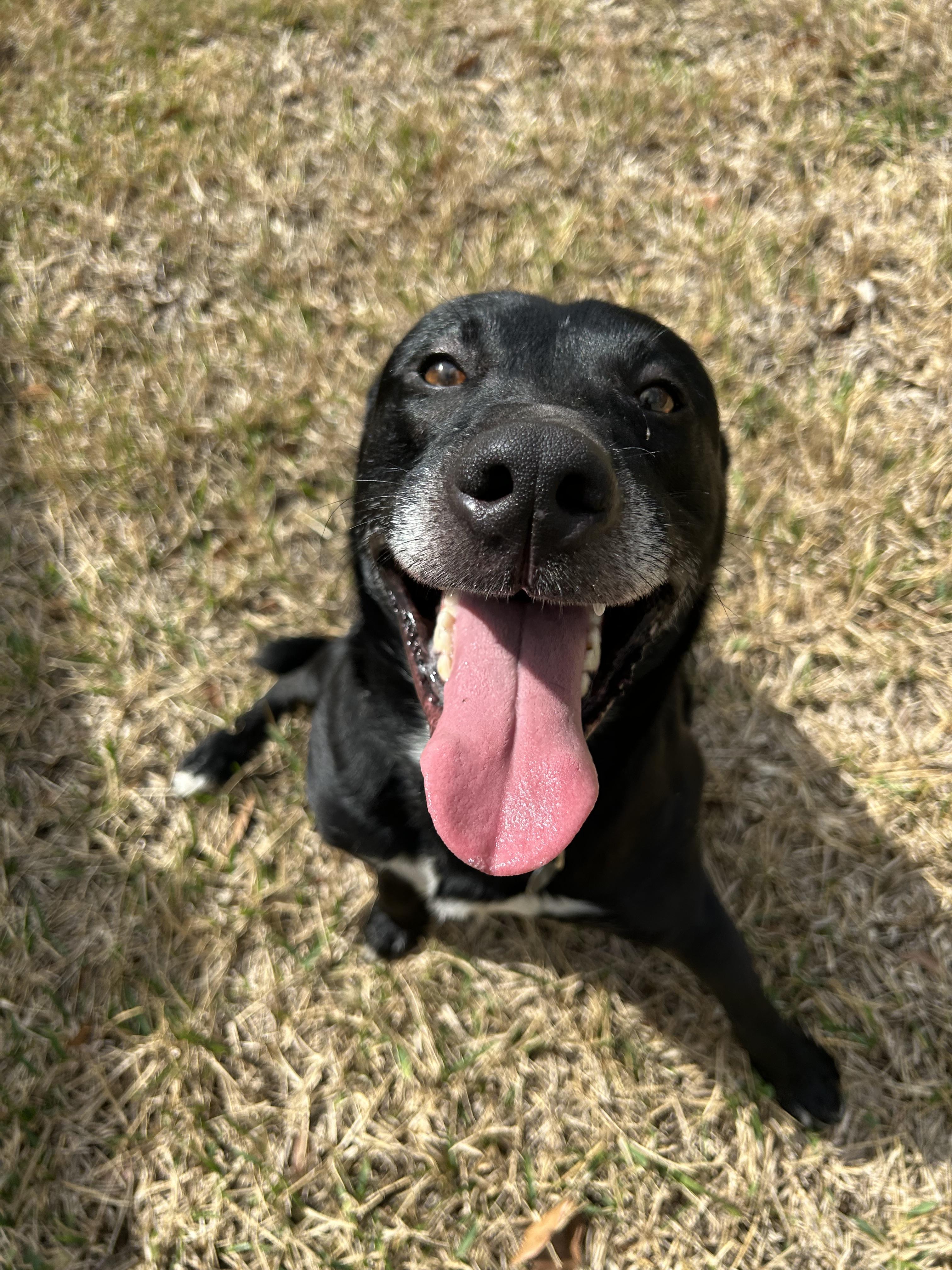 Enlarge George , a ADOPTABLE mixed breed in Jacksonville, FL image 3/4