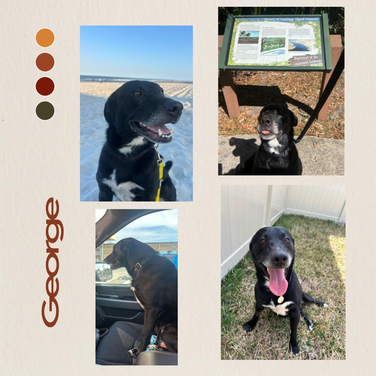 Enlarge George , a ADOPTABLE mixed breed in Jacksonville, FL image 2/4
