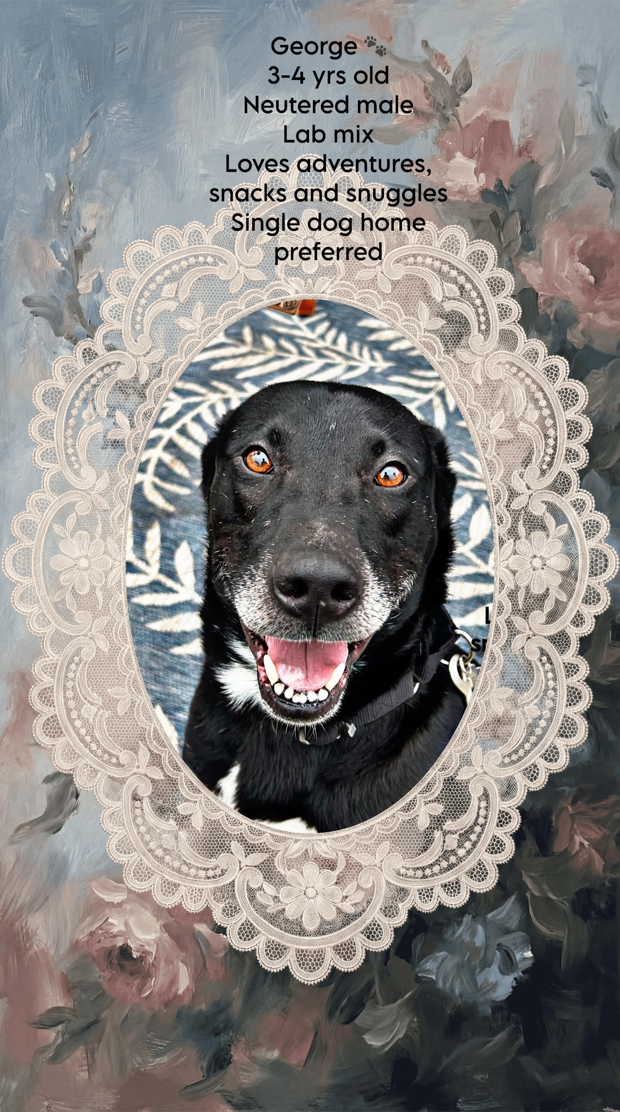 George , ADOPTABLE, Adult Male Black Labrador Retriever.