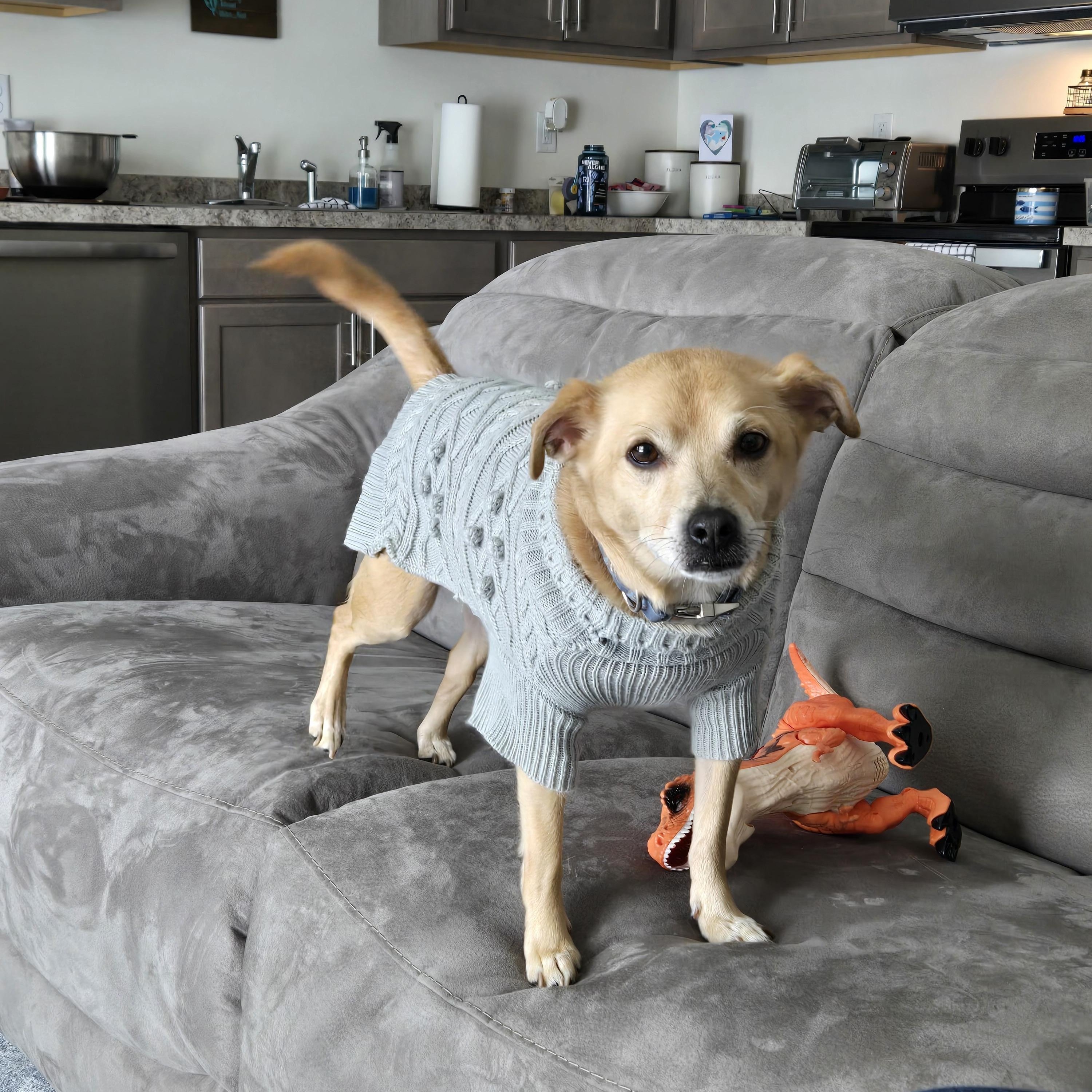 Grace , ADOPTABLE, Adult Female Chihuahua & Feist.