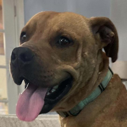 Benny (Crosby), Adoptable, Adult Male Mixed Breed.