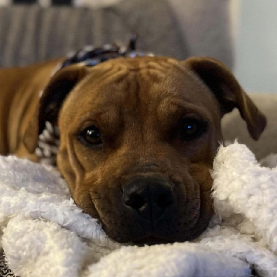 Enlarge Benny (Crosby), a Adoptable Mixed Breed in Jacksonville, FL image 2/2