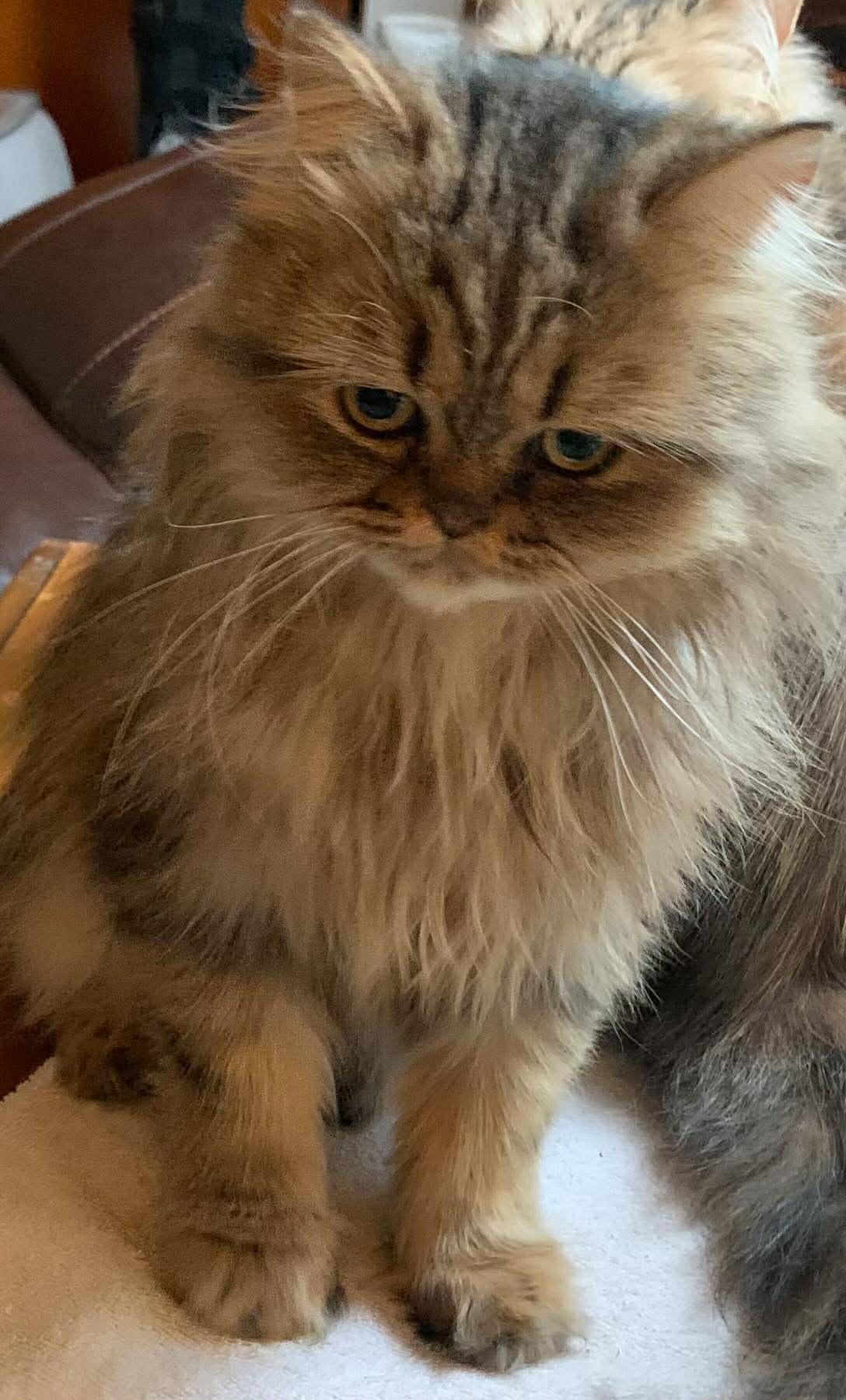 Enlarge Mama Greta & son Frankie , a ADOPTABLE Persian in Woodmere, NY image 4/4