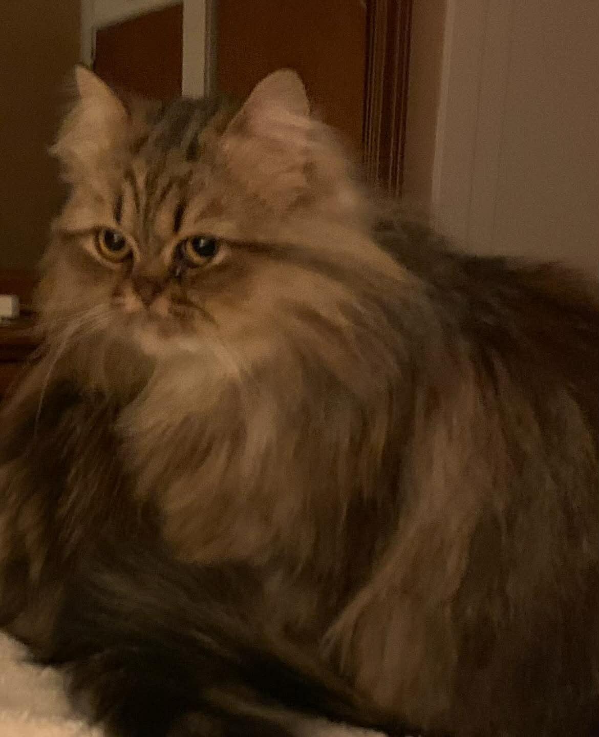 Enlarge Mama Greta & son Frankie , a ADOPTABLE Persian in Woodmere, NY image 3/4