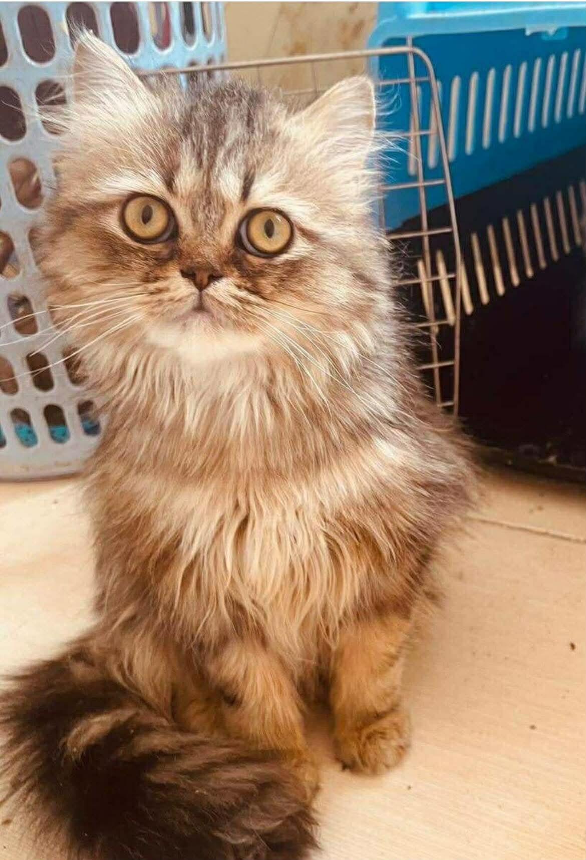 Enlarge Mama Greta & son Frankie , a ADOPTABLE Persian in Woodmere, NY image 2/4