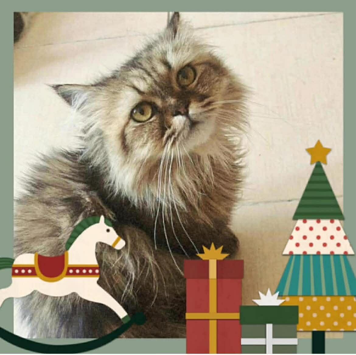 Enlarge Mama Greta & son Frankie , a ADOPTABLE Persian in Woodmere, NY image 1/4