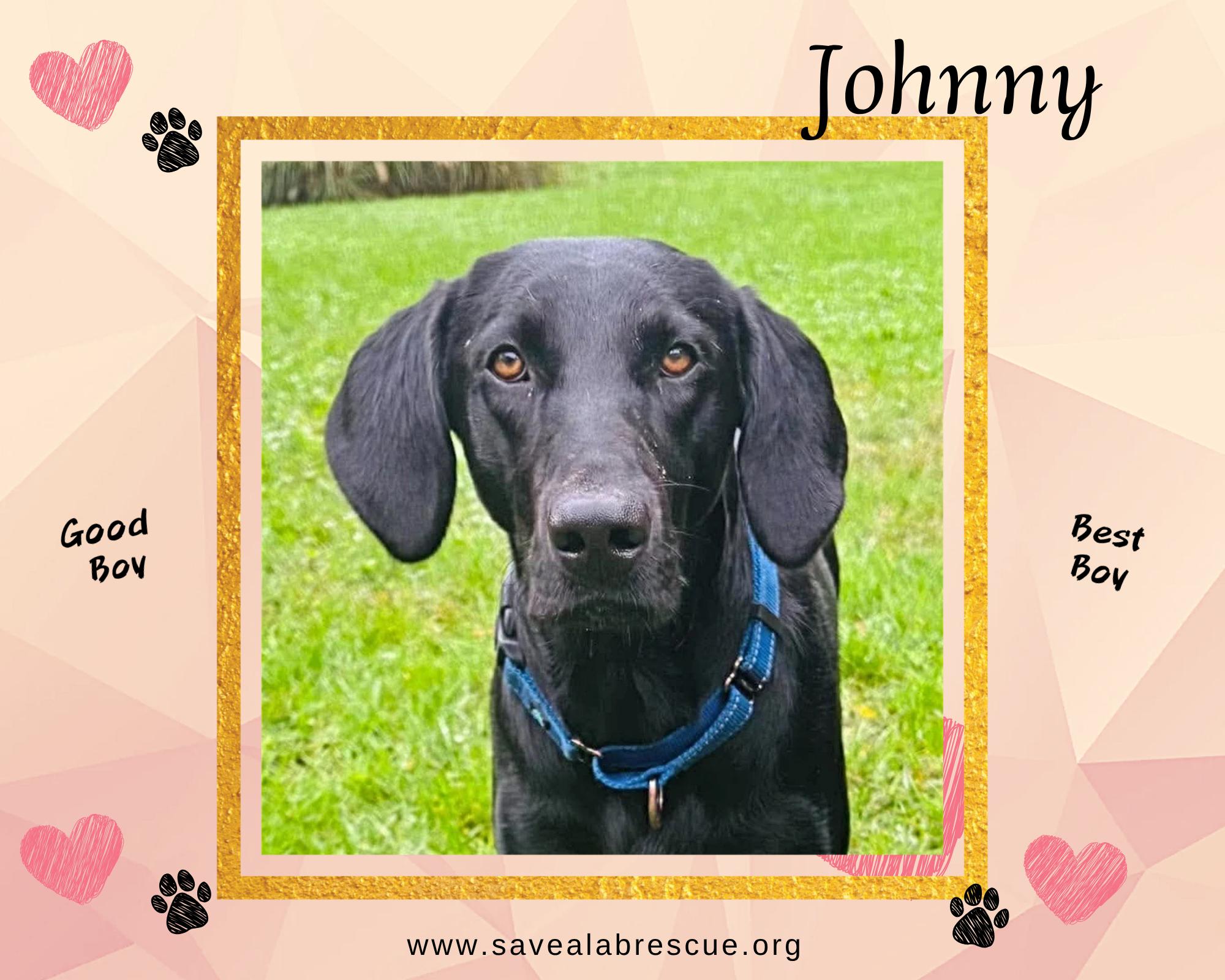 Enlarge Johnny, a Adoptable mixed breed in Middletown, RI image 1/3