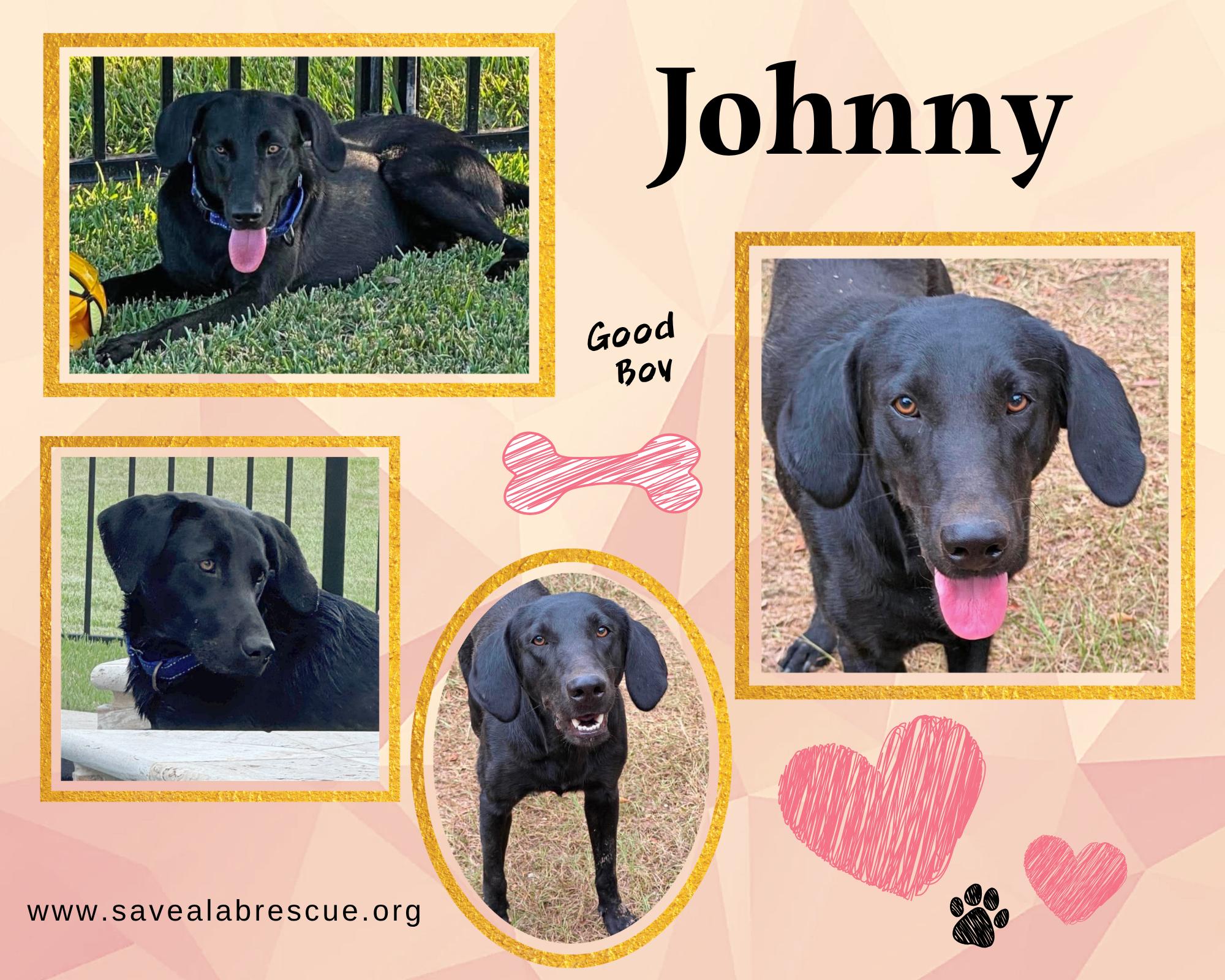 Enlarge Johnny, a Adoptable mixed breed in Middletown, RI image 3/3