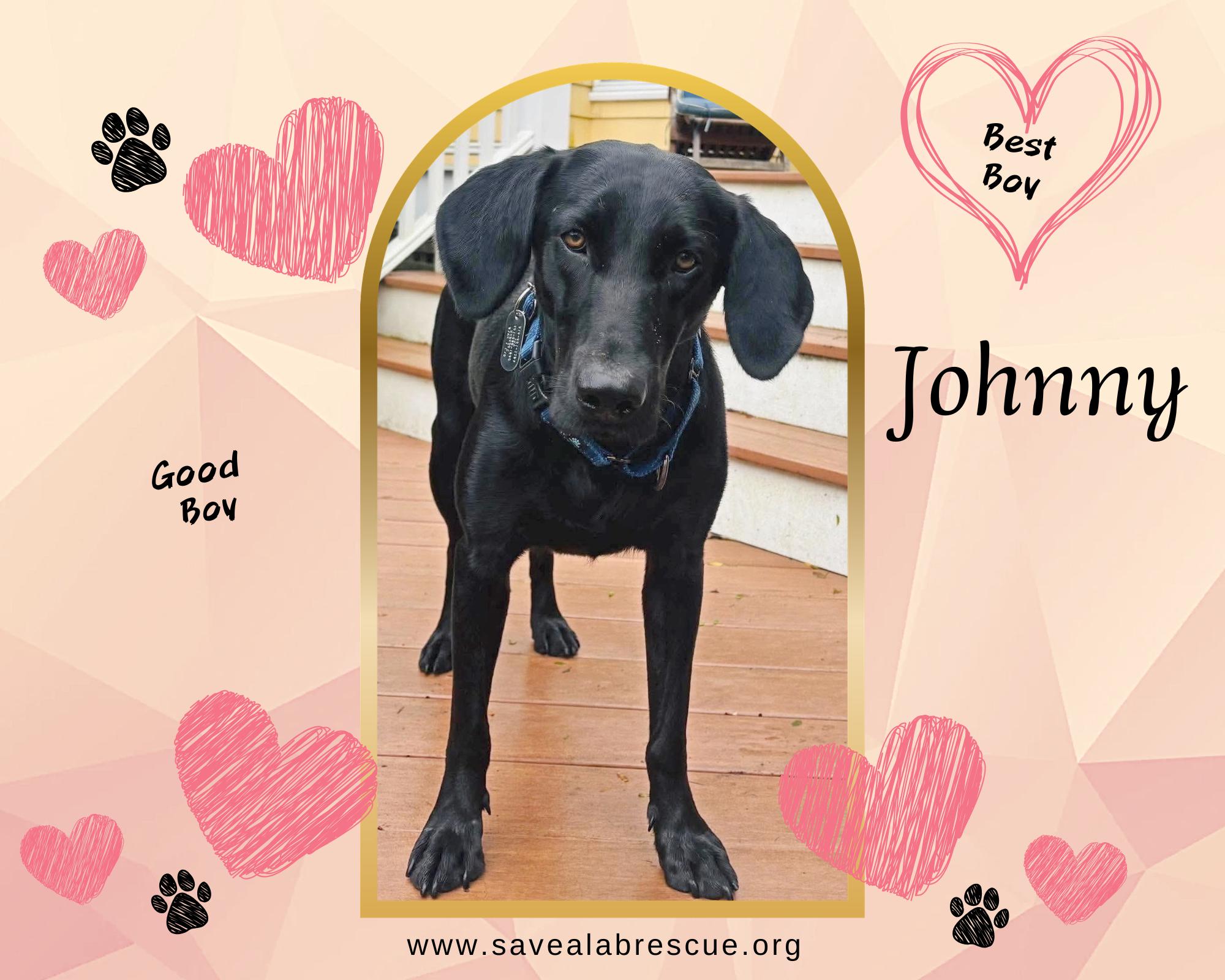 Enlarge Johnny, a Adoptable mixed breed in Middletown, RI image 2/3