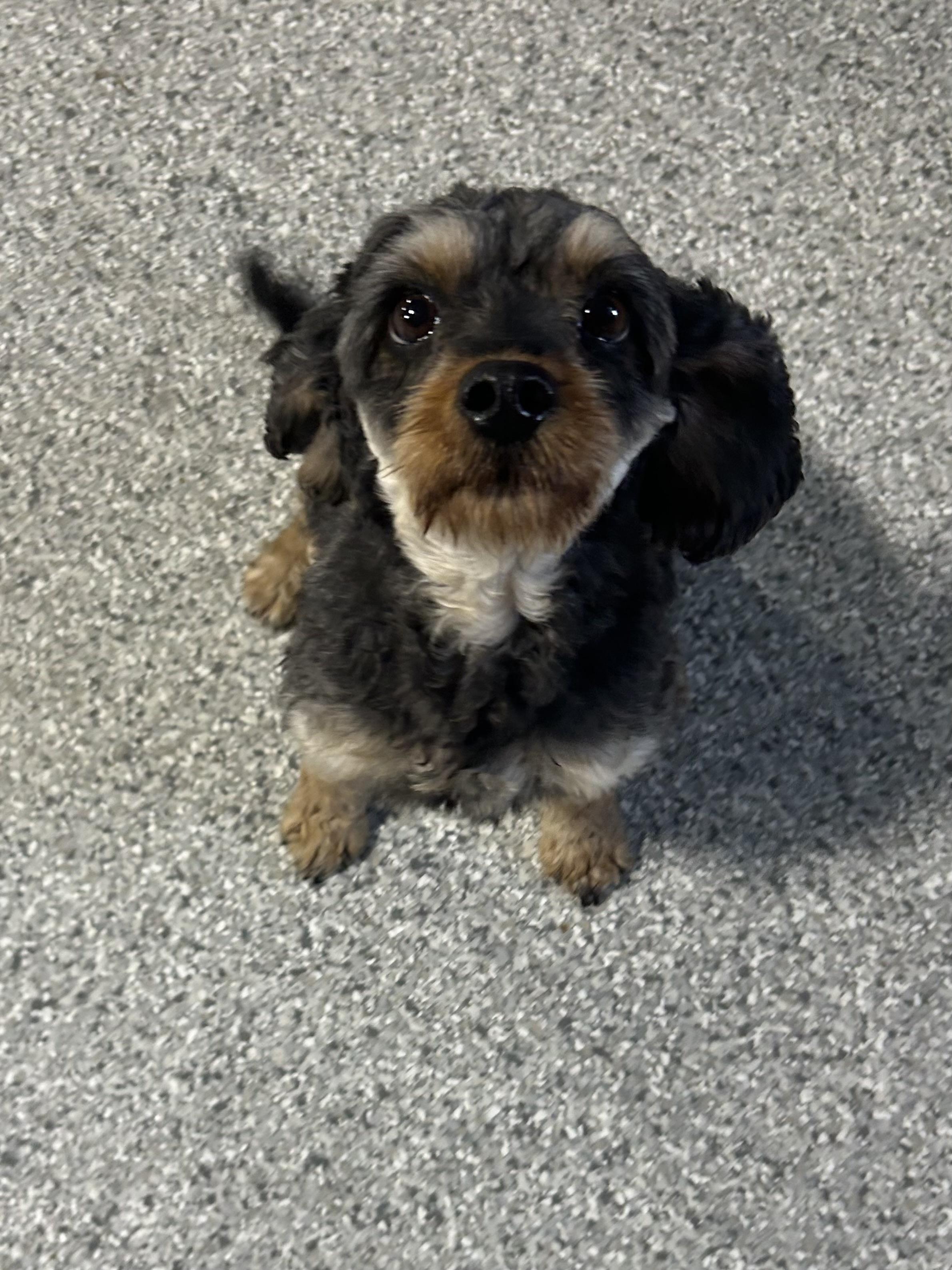 Enlarge Lora   Couch kid , a Adoptable Cavapoo in Maumee , OH image 3/3