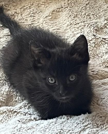 Cyan, Baby Male Domestic Short Hair