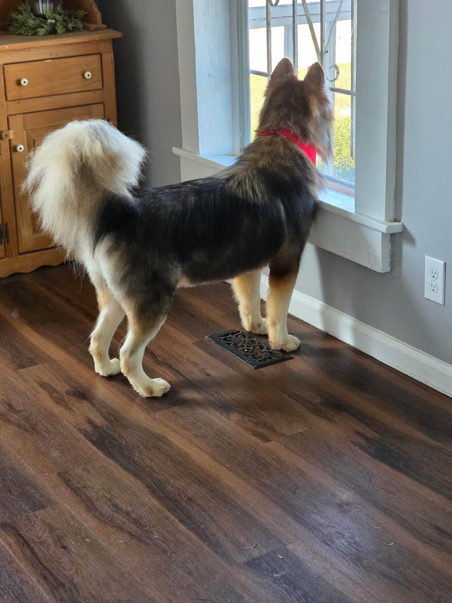 Enlarge Dexter, a ADOPTABLE mixed breed in Cumming, GA image 2/3