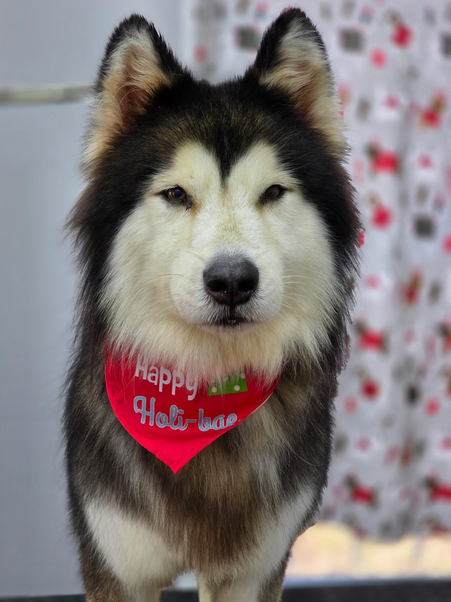 Dexter, ADOPTABLE, Adult Male Alaskan Malamute & Siberian Husky.