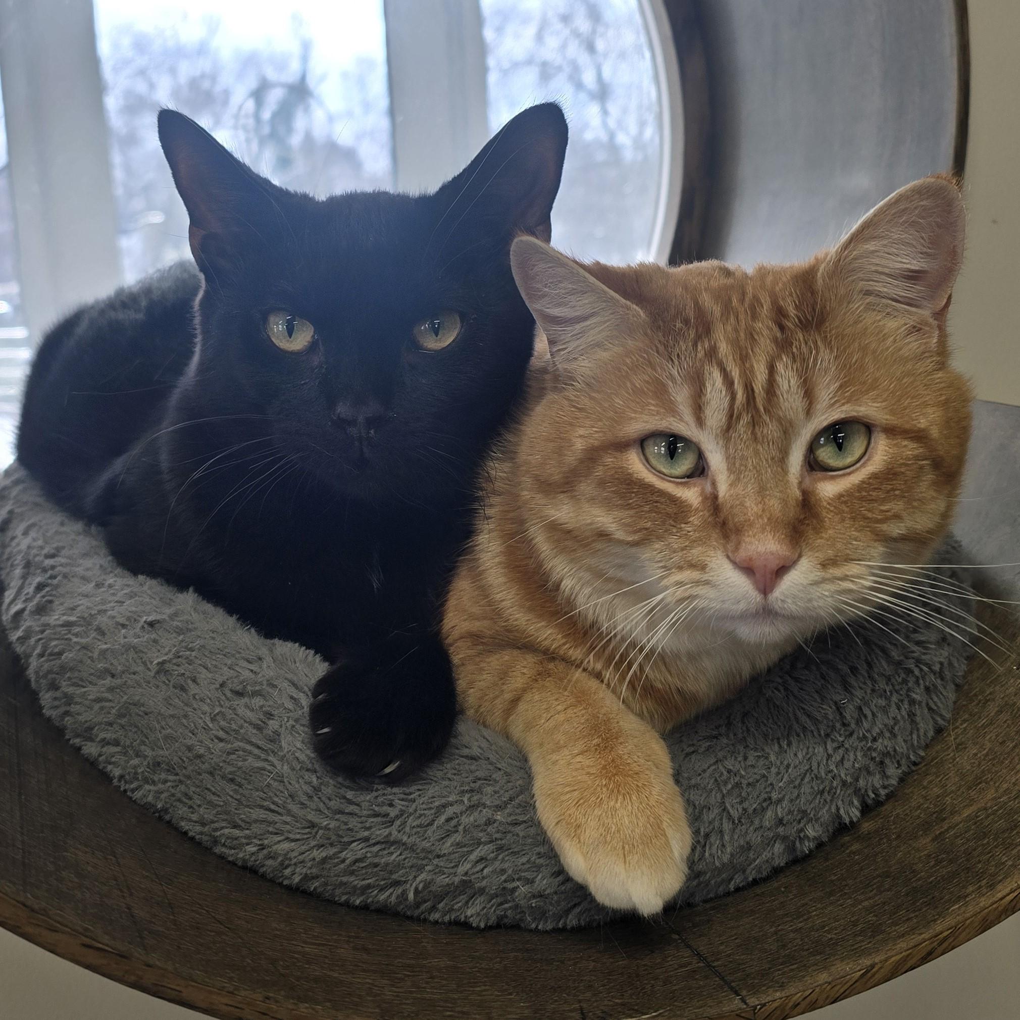 Enlarge Sumo, an adopted Domestic Short Hair in Nashville, TN image 6/6