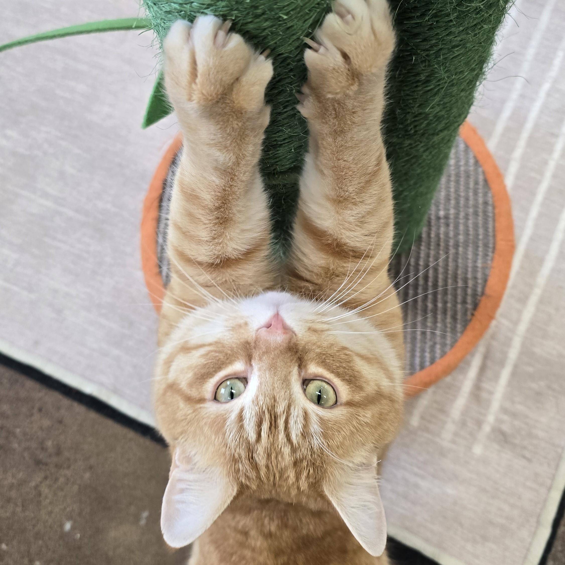 Enlarge Sumo, an adopted Domestic Short Hair in Nashville, TN image 5/6