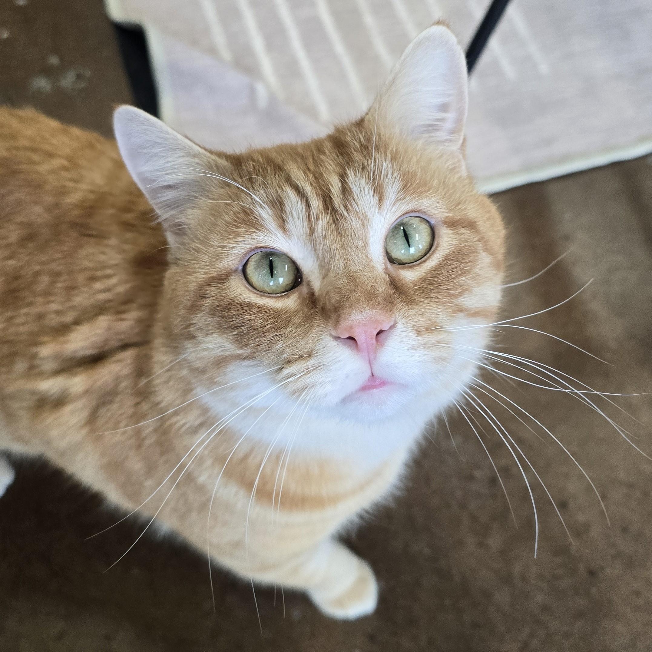 Sumo, adopted, Adult Male Domestic Short Hair.