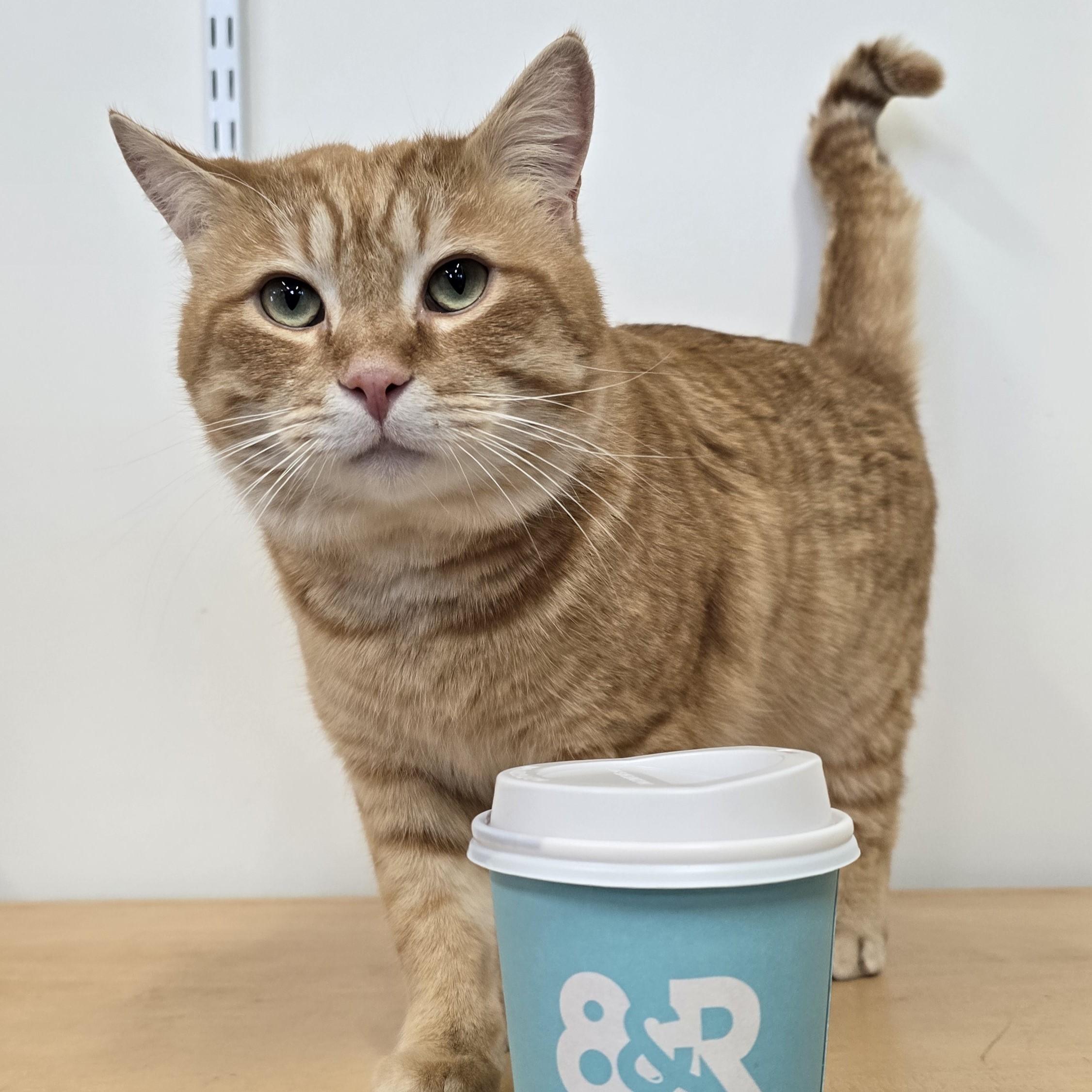 Enlarge Sumo, an adopted Domestic Short Hair in Nashville, TN image 2/6