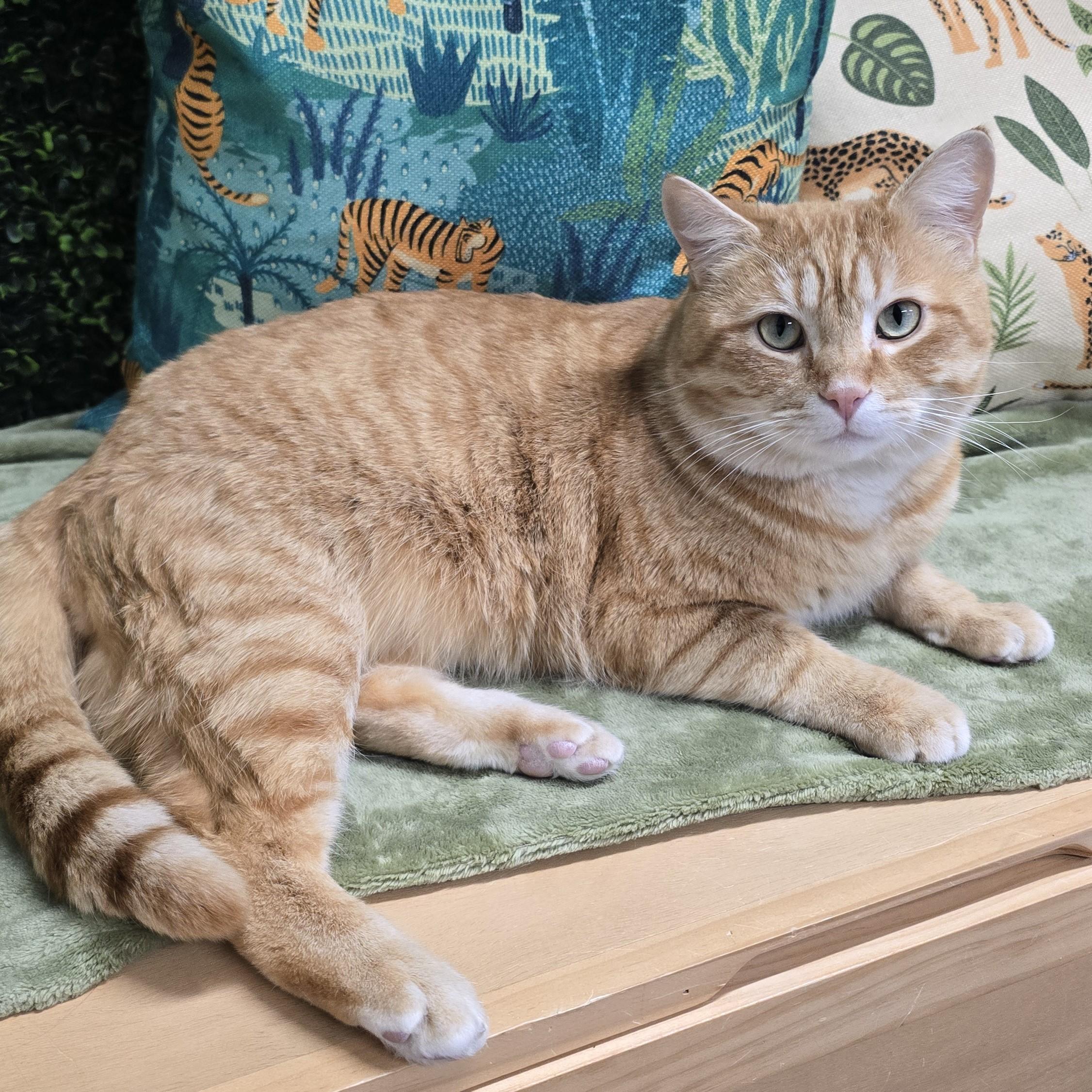 Enlarge Sumo, an adopted Domestic Short Hair in Nashville, TN image 4/6