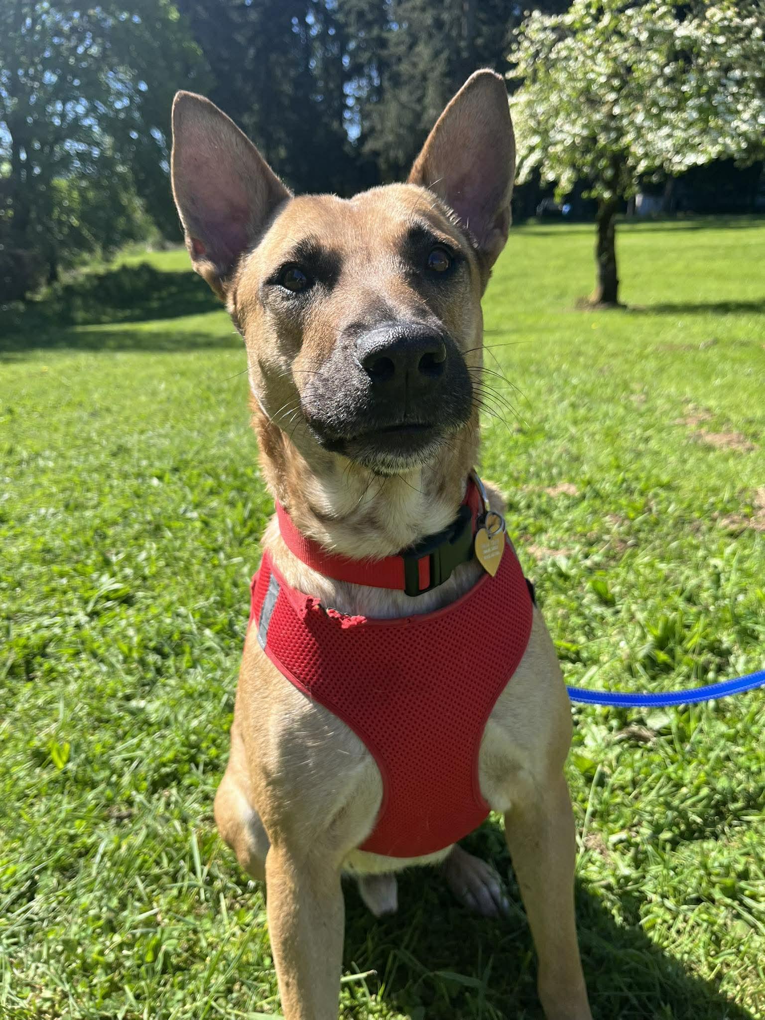 Mustard , ADOPTABLE, Young Male German Shepherd Dog.