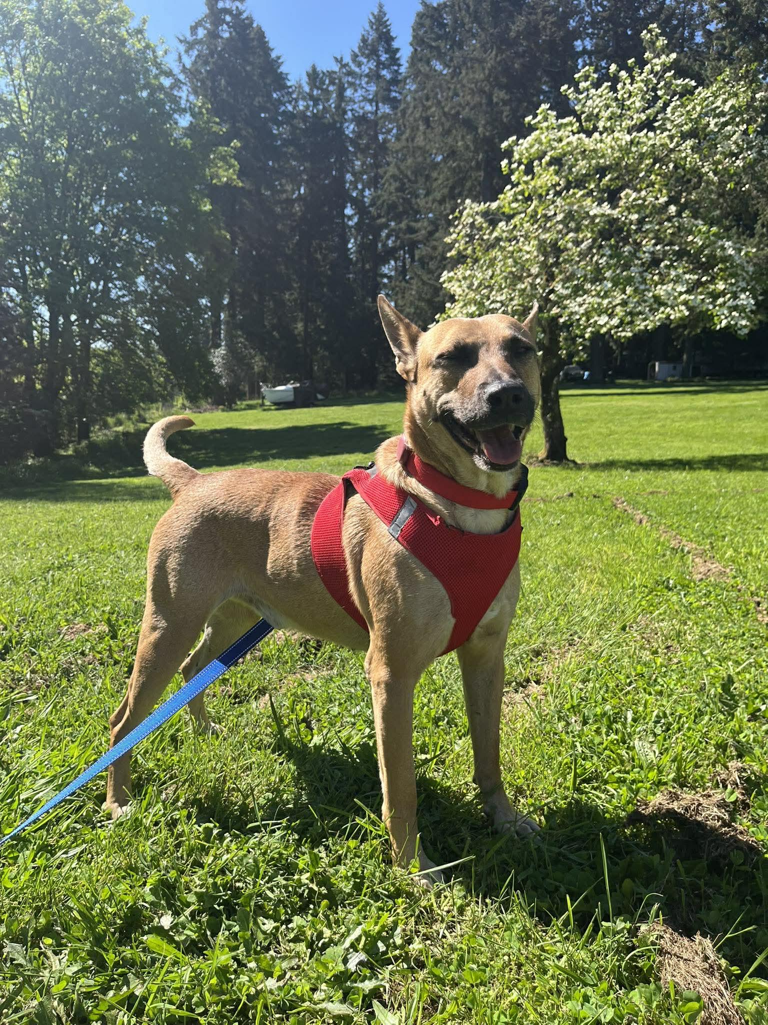 Mustard , a ADOPTABLE mixed breed in West Linn, OR image 4/6