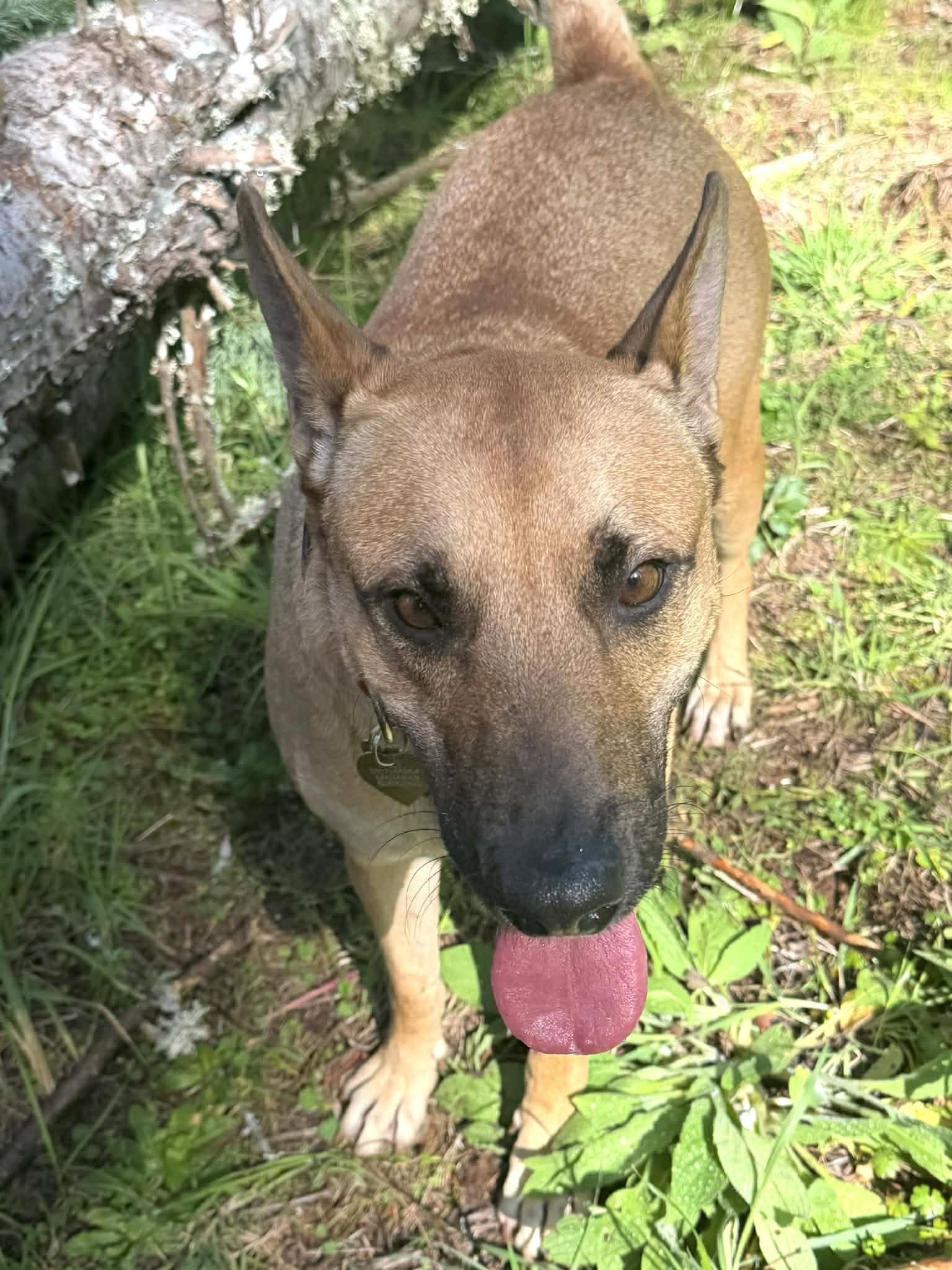 Mustard , a ADOPTABLE mixed breed in West Linn, OR image 5/6