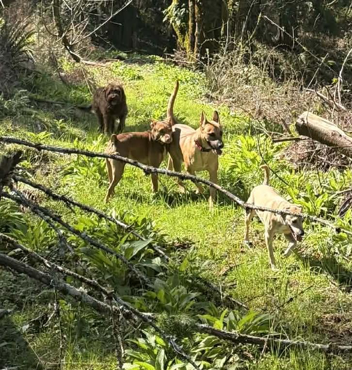 Mustard , a ADOPTABLE mixed breed in West Linn, OR image 6/6