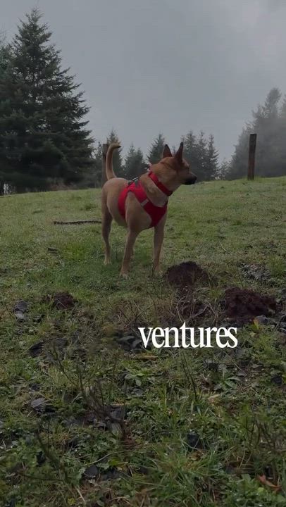 Enlarge Mustard , a ADOPTABLE mixed breed in West Linn, OR video 3/6