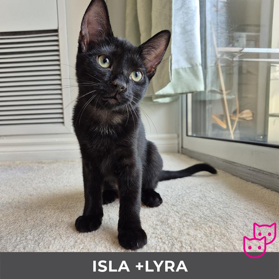Enlarge Isla (bonded with Lyra), a Adoptable Domestic Short Hair in Etobicoke, ON image 1/6