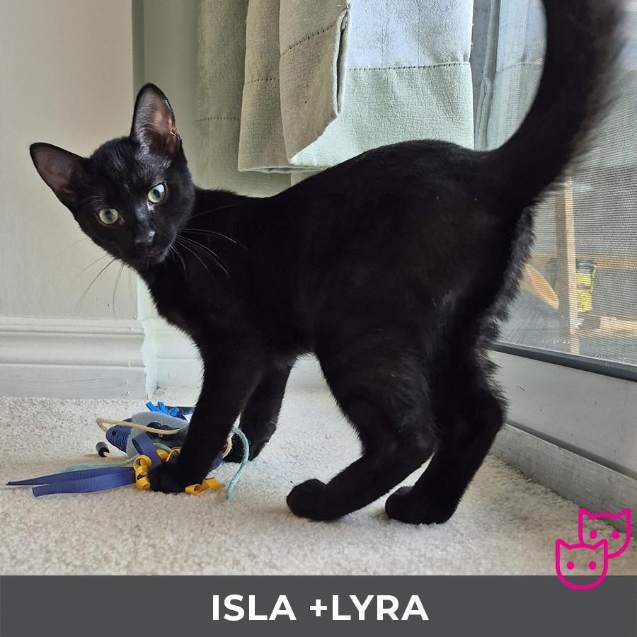 Isla (bonded with Lyra)