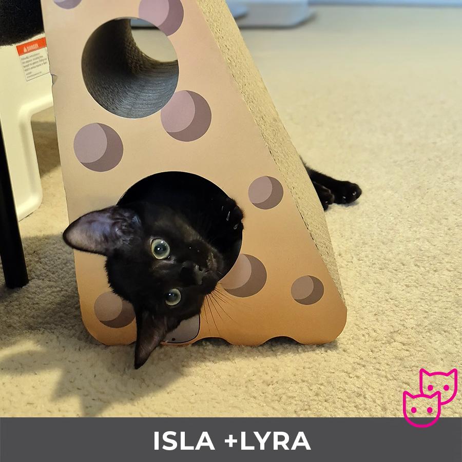 Enlarge Isla (bonded with Lyra), a Adoptable Domestic Short Hair in Etobicoke, ON image 3/6