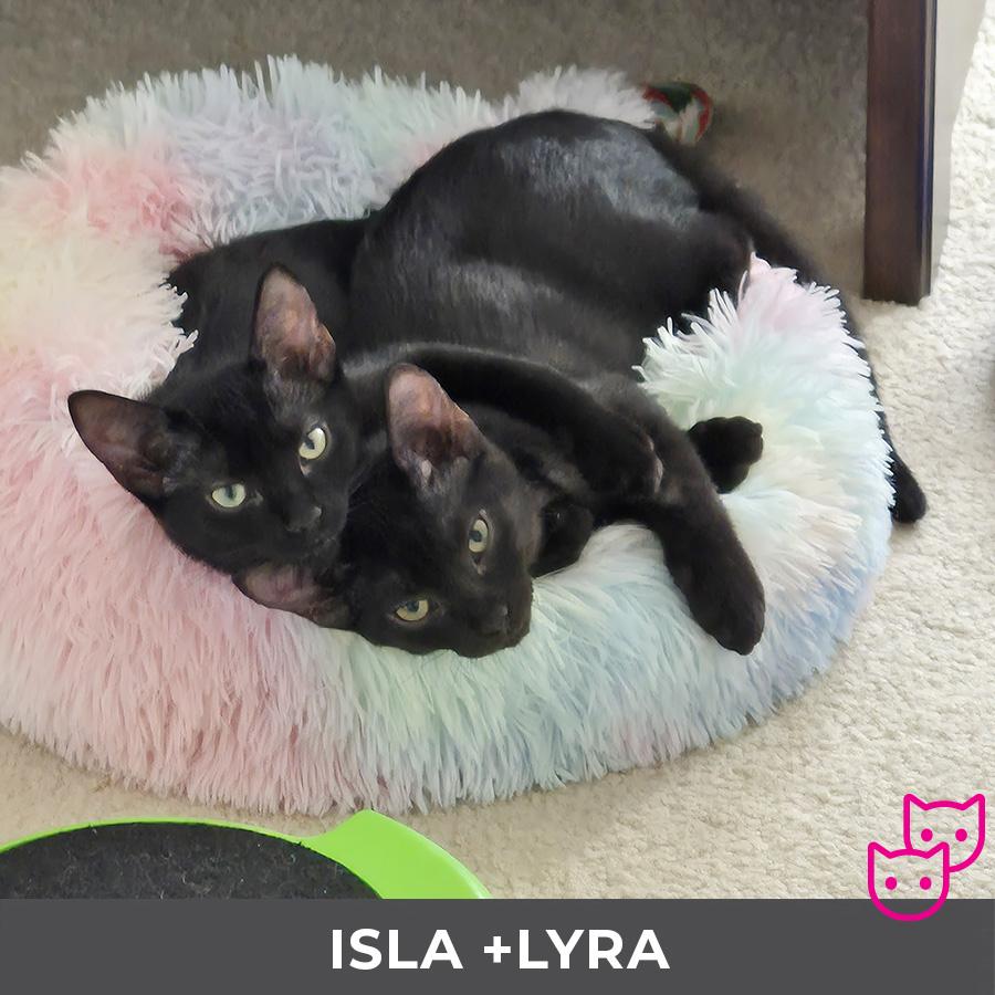 Enlarge Isla (bonded with Lyra), a Adoptable Domestic Short Hair in Etobicoke, ON image 5/6