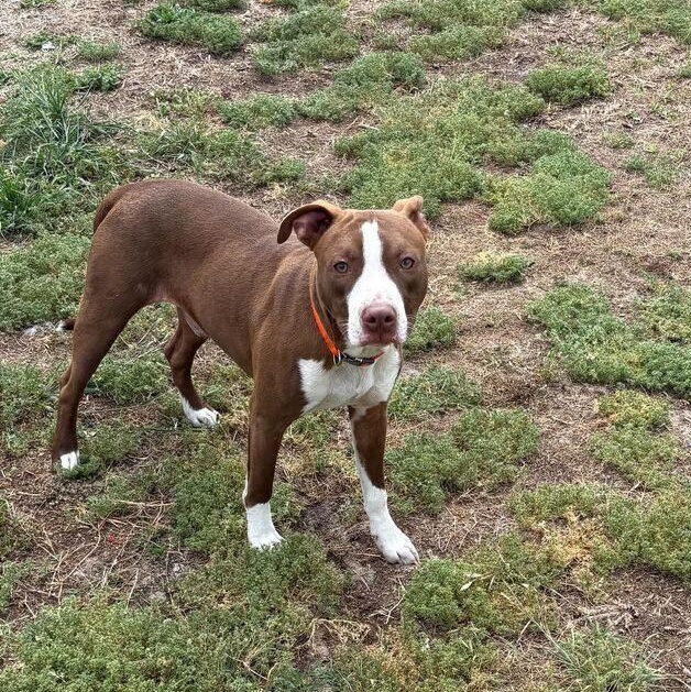 Enlarge Tucker, a ADOPTABLE mixed breed in Valdosta, GA image 2/3