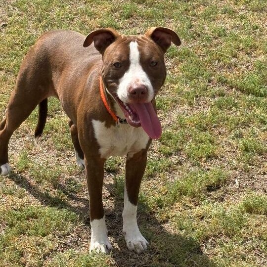 Enlarge Tucker, a ADOPTABLE mixed breed in Valdosta, GA image 3/3