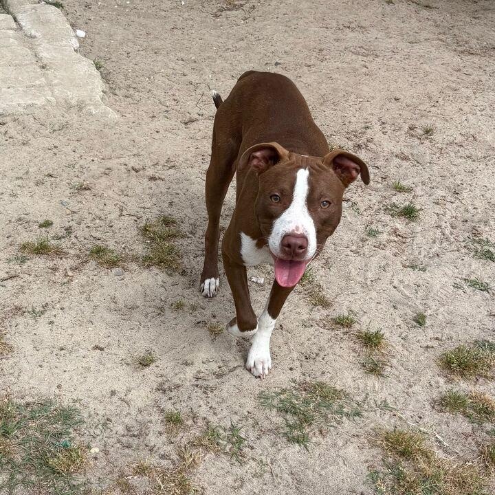 Enlarge Tucker, a ADOPTABLE mixed breed in Valdosta, GA image 1/3