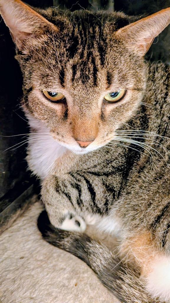 Jack, Adoptable, Senior Male Domestic Short Hair.