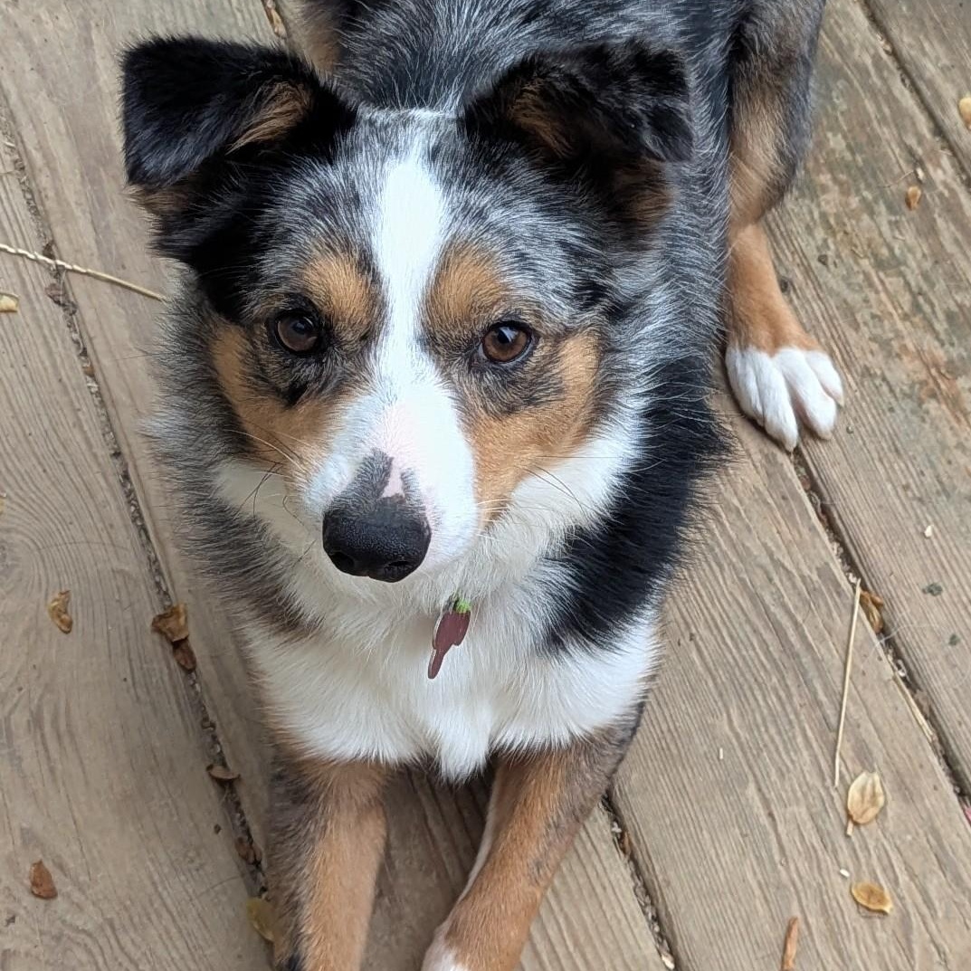 Dayton, Adult Male Australian Shepherd