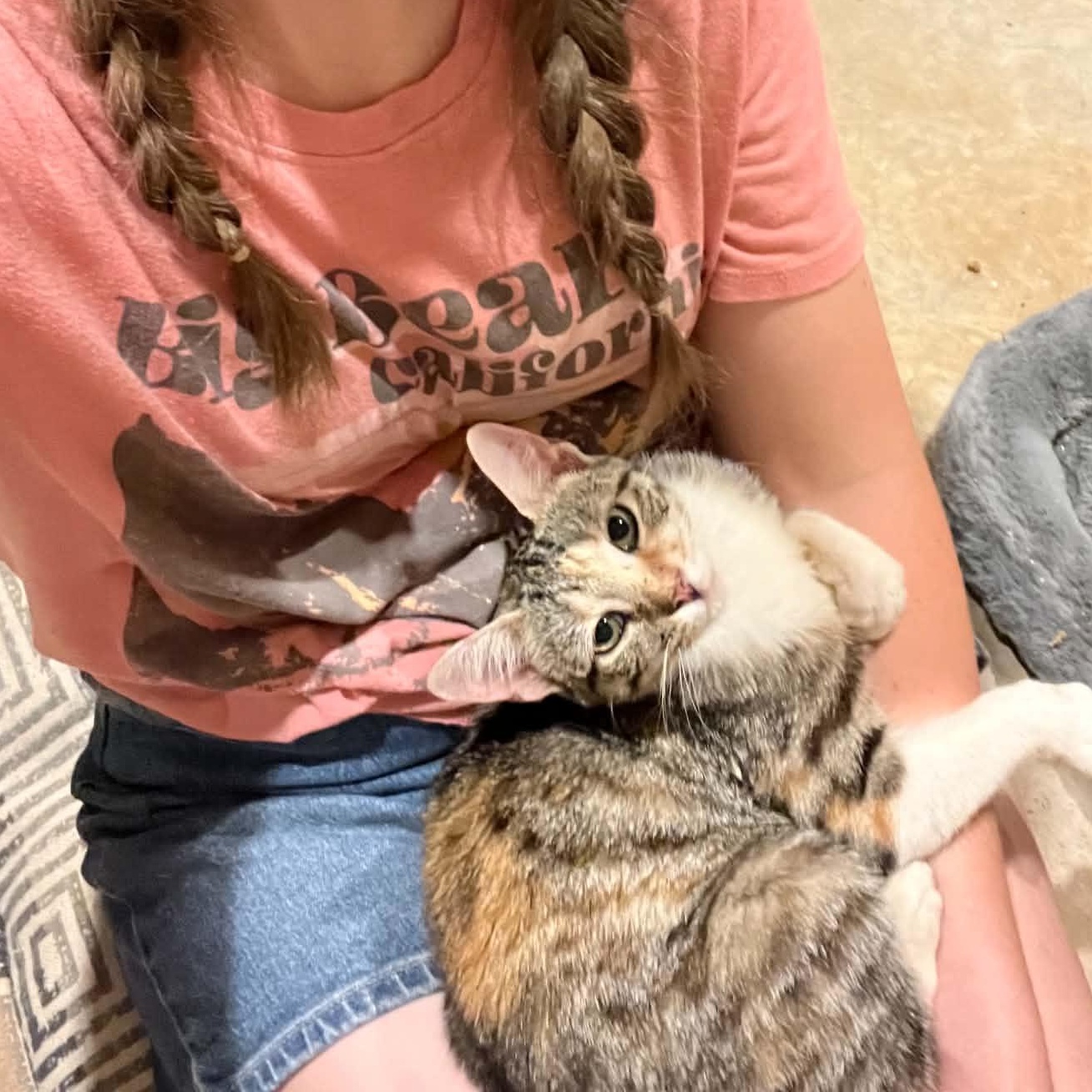 Freya, Adoptable, Young Female Dilute Tortoiseshell.
