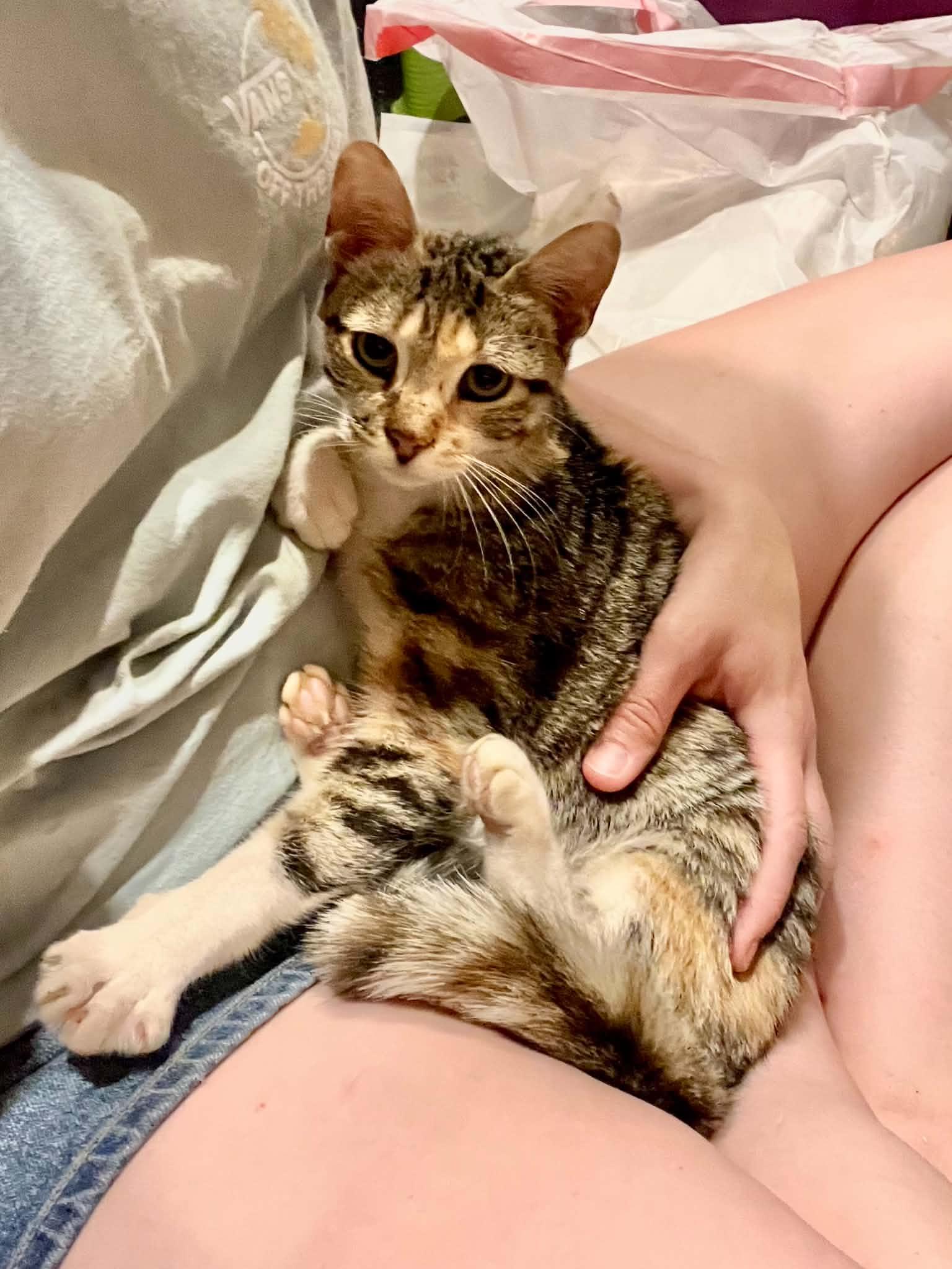 Enlarge Freya, a Adoptable Dilute Tortoiseshell in Hickory, NC image 3/3