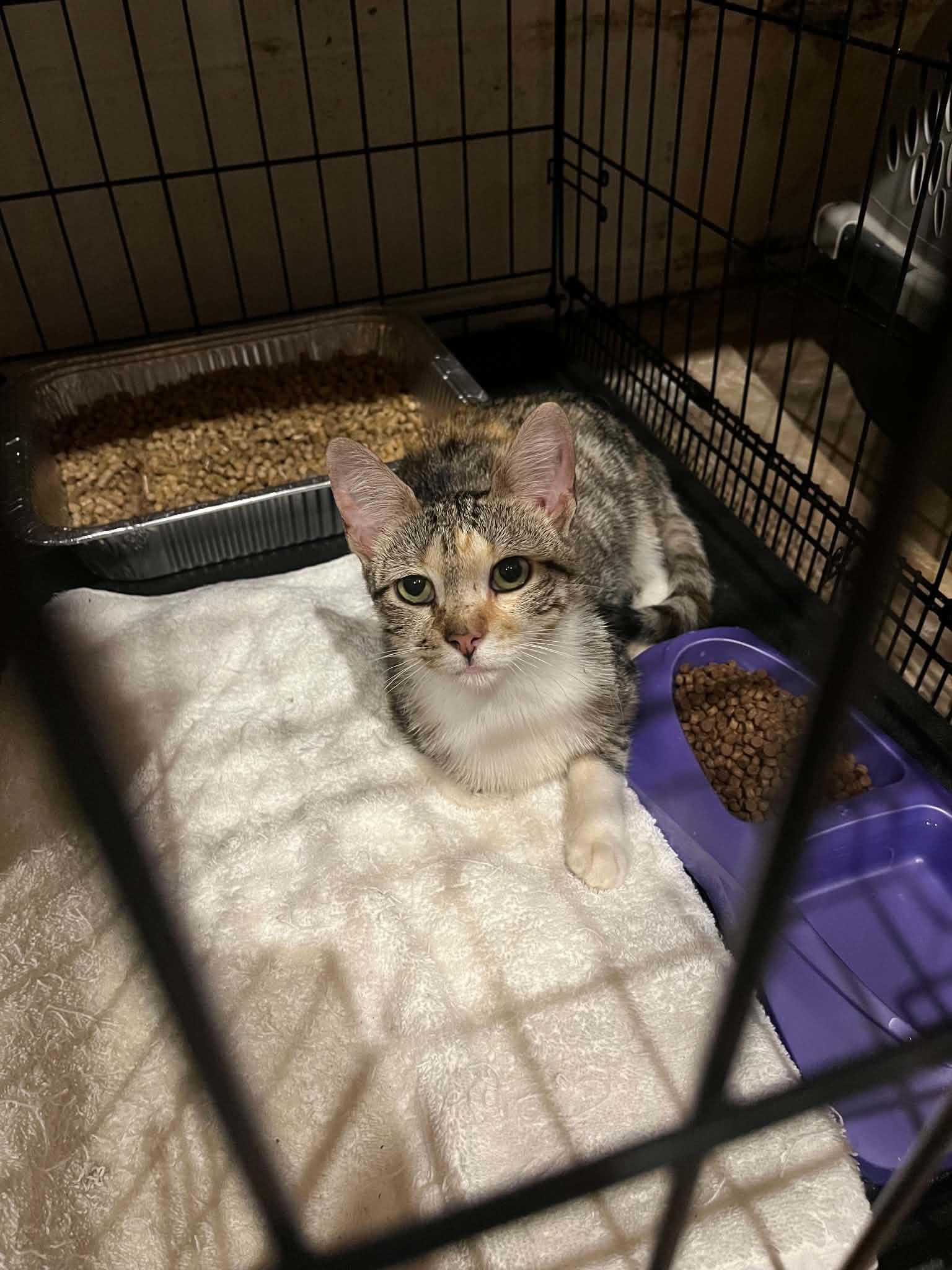 Enlarge Freya, a Adoptable Dilute Tortoiseshell in Hickory, NC image 2/3