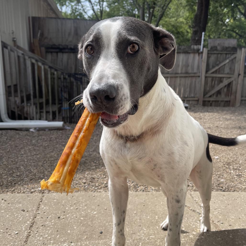 Enlarge Missy 2347, a Adoptable Mixed Breed in Kansas City, MO image 1/4