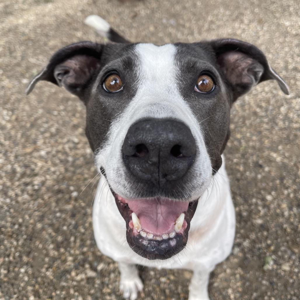 Enlarge Missy 2347, a Adoptable Mixed Breed in Kansas City, MO image 2/4