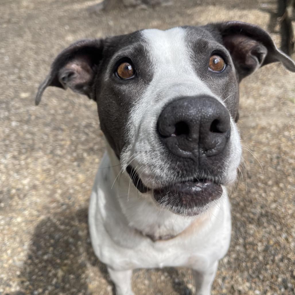 Enlarge Missy 2347, a Adoptable Mixed Breed in Kansas City, MO image 3/4