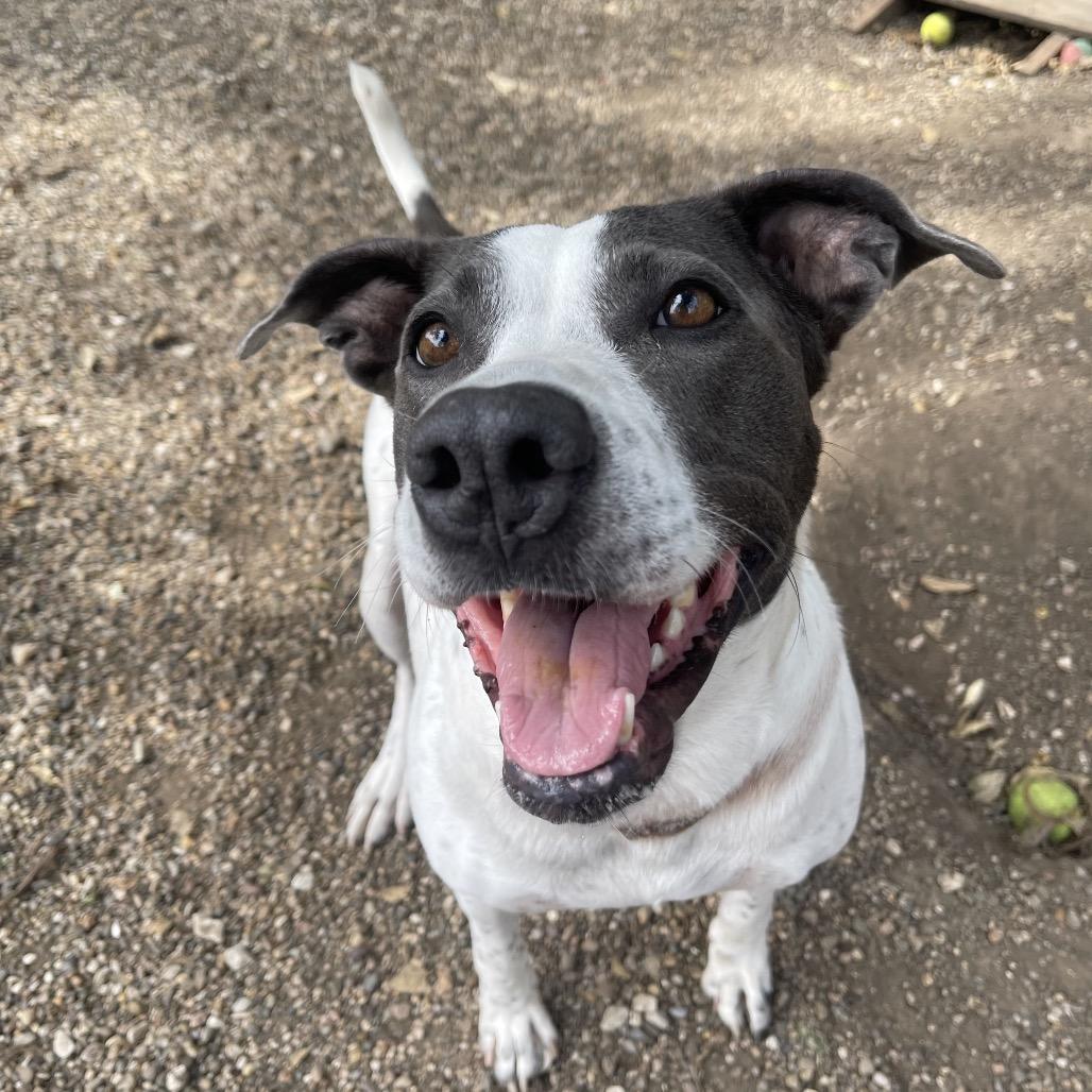 Enlarge Missy 2347, a Adoptable Mixed Breed in Kansas City, MO image 4/4