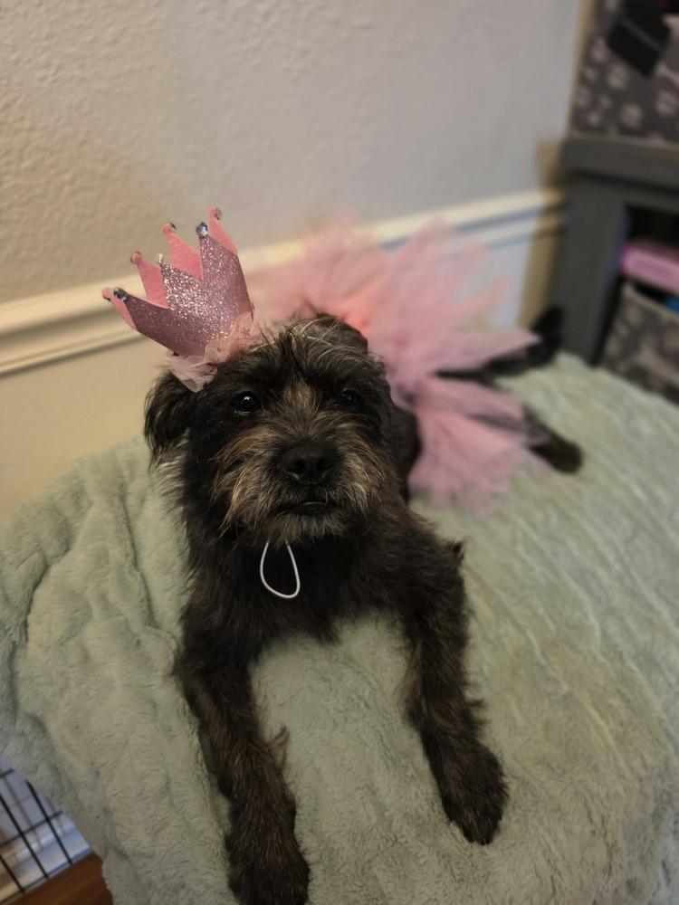 Nikki Jack, Adoptable, Young Female Schnauzer & Shih Tzu.