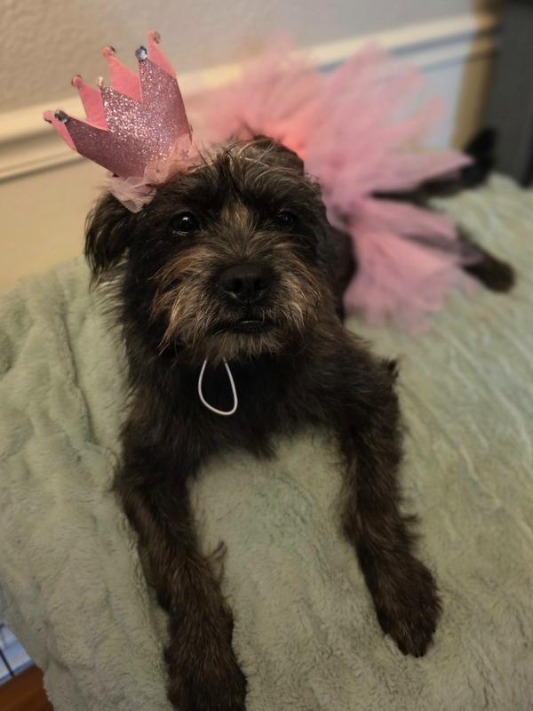 Nikki Jack, a Adoptable mixed breed in Chattanooga, TN image 2/6